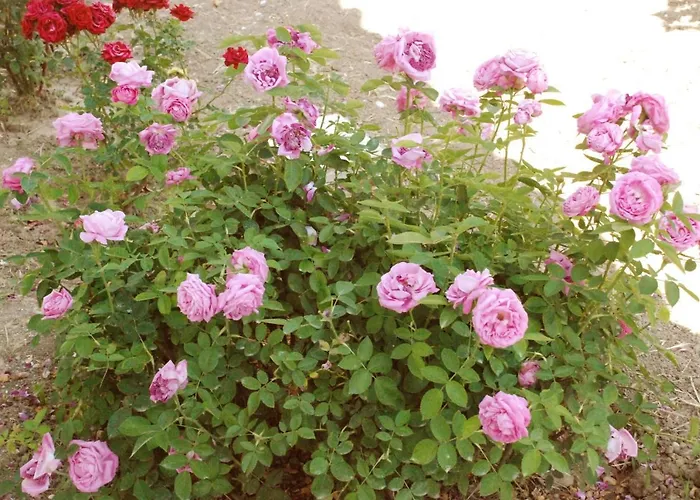 Nadia's House 1 * アファンドウ