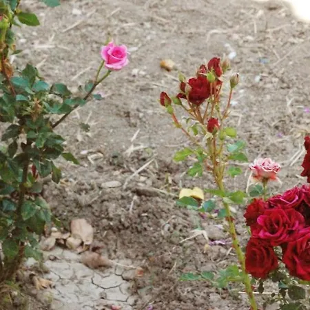 Prázdninový dům Nadia's House 1 *