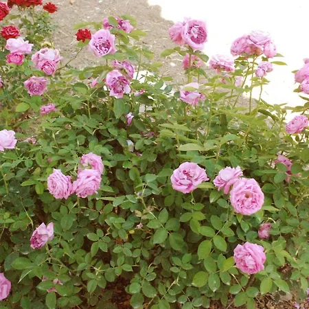 Nadia's House 1 * Afantou